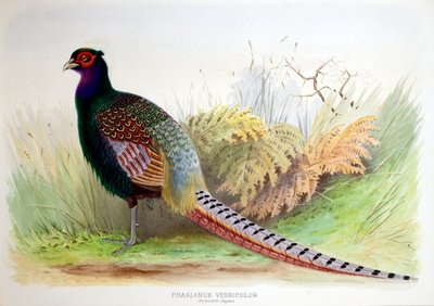 Phasianus Versicolor, ca. 1896-1921 von Henry Jones